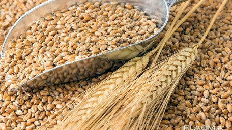 ПАТ «Аграрний фонд» розпочинає форвардну програму закупівлі зернових врожаю 2020 року